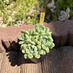 おもち　抜き苗　つぶつぶ屋