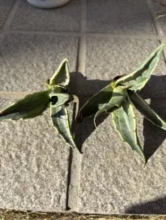 2026年最新】アガベ モンタナ ティファニーの人気アイテム - メルカリ