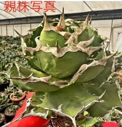 2025年最新】アガベまとめ売りの人気アイテム - メルカリ