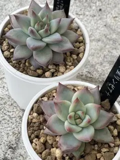 2025年最新】中里リンゼアナの人気アイテム - メルカリ