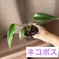 【75-7】モンステラ デリシオーサ バールマルクスフレームのサムネイル