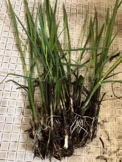 ワイオリラボ様 リクエスト 2点 まとめ商品