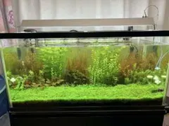 水槽用ライト Aqullo Oval 600 Bright 2台セット - メルカリ