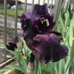 ジャーマンアイリス 黒花種　2芽のサムネイル