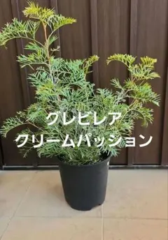 もふもふボリューム苗 アデナンサスウーリーブッシュ 鉢植え 苗 - メルカリ