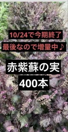 赤紫蘇苗300本 赤紫蘇苗300本 Amazon.co.jp: 赤紫蘇苗 : おもちゃ