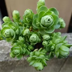 2025年最新】多肉植物ドドランタリスの人気アイテム - メルカリ