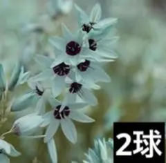 グリーンアップル様 リクエスト 3点 まとめ商品