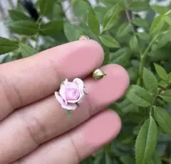 2026年最新】バラ挿し穂 セットの人気アイテム - メルカリ