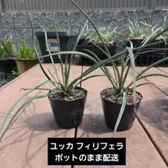 希少食虫植物！ドロソフィルム大株！ - メルカリ