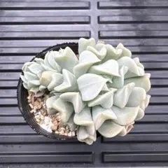 みっこ様 リクエスト 2点 まとめ商品