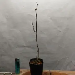 テー様 リクエスト 6点 まとめ商品