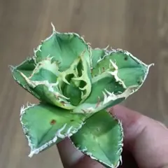 2026年最新】大白鯊 アガベの人気アイテム - メルカリ