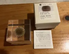 ウサギノネドコ　sola cube ルリタマアザミ