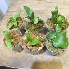 Yellow Moon dwarf Totoroなどビカクシダ胞子培養株5種 - メルカリ