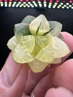 2026年最新】ハオルチアオブツーサ錦の人気アイテム - メルカリ