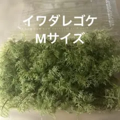 コジコジ様 リクエスト 2点 まとめ商品