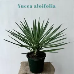 2025年最新】ユッカ アロイフォリアの人気アイテム - メルカリ