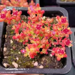 ドロサンテマム 蜜橘 抜き苗 5cm鉢 キラキラ多肉植物 - メルカリ