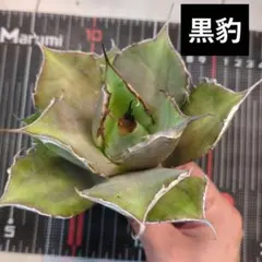 jampapa様 リクエスト 3点 まとめ商品