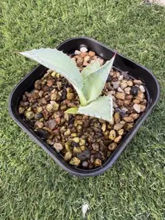 2026年最新】パライシ アガベの人気アイテム - メルカリ