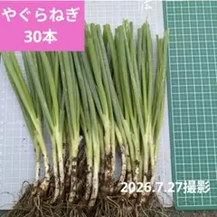 【珍野菜】やぐらねぎ苗!植えっぱなしＯＫ。毎年楽しめるネギ(家庭菜園にお勧め）のサムネイル