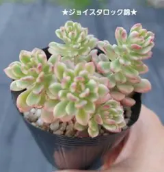 2026年最新】錦 多肉植物の人気アイテム - メルカリ