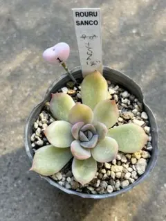 赤りんご青りんご＊プロフ見て下さい様 リクエスト 2点 まとめ商品