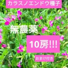 높은 사용 가치!!!10개의 포드와 선택 가능한 보너스가 포함된 카라수 스노우피 씨드 ☆