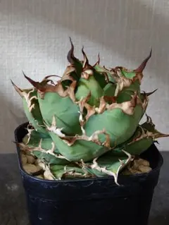 b.s.E.thx様 リクエスト 3点 まとめ商品