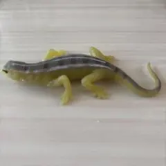 アンドコニワカナヘビ