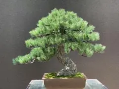 三河盆栽 トショウ 杜松 盆栽 葉性バツグン 古い 高級盆栽 松柏 - メルカリ