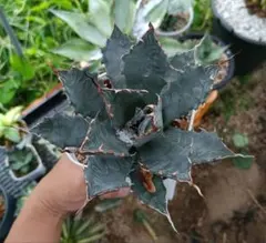 アガベ　Agave　ハイブリッド　パラサナ　ネバデンシス　チタノタ　台湾 アガベ Agave ハイブリッド パラサナ ネバデンシス チタノタ 台湾
