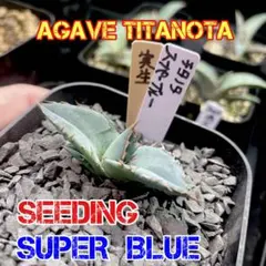 【引退セール】アガベ　チタノタ　オアハカ　スーパーブルー　実生　シーディングのサムネイル