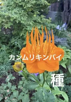 山野草　種　カンムリキンバイ　５０粒　2026年7月24日採取　送料込みのサムネイル