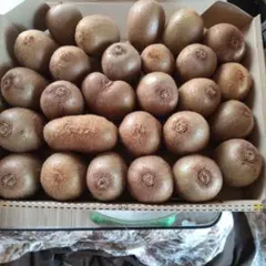 キウイフルーツ㉖ヘイワード1.7kg 27個