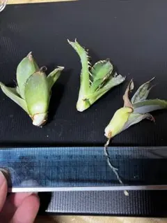 ［専用］アガベ 子株 セット 2025年最新】アガベ 子株 セットの人気アイテム - メルカリ