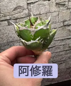 【アガベ】阿修羅　白棘　　※同等品送付