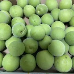 新鮮 青梅 生梅 梅酒 梅シロップ用のサムネイル
