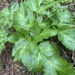 農薬なし　除草剤なし　アシタバ　メルカリコンパクトいっぱいにのサムネイル