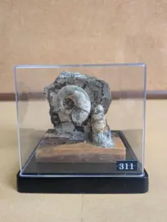 アンモライト 置物