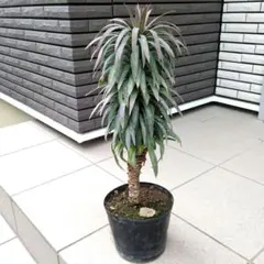 2026年最新】デスメティアーナの人気アイテム - メルカリ