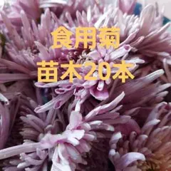 ポット発送 レア 大輪マム（アンティークな雰囲気 切り花 花束 - メルカリ