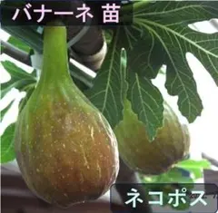 梵ジョセ子様 リクエスト 2点 まとめ商品