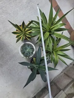 観葉植物セット ユッカ サボテン アガベ 多肉植物 - メルカリ