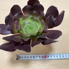 きょうこ様 リクエスト 2点 まとめ商品