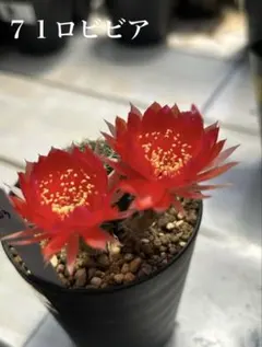 ロビビア交配No.71 開花株 ツボミあり - メルカリ