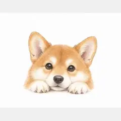 柴犬♡ミニアートプリント｜フレームなし