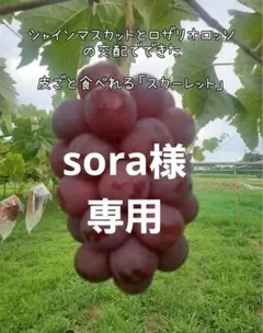 sora様専用ぶどう☆スカーレット