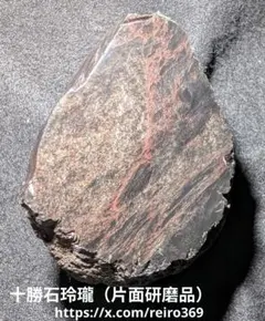化石 Duslia insignis ドゥスリア・インシグニス 特注ケース付き